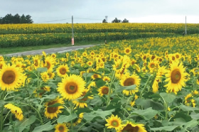 Osaki Sunflower Hill