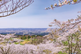 桜の名所　加護坊山へ