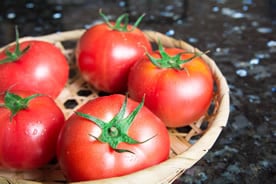 トマト収穫の様子