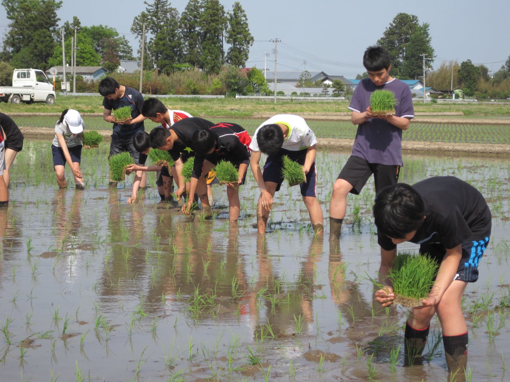 田植え体験の様子