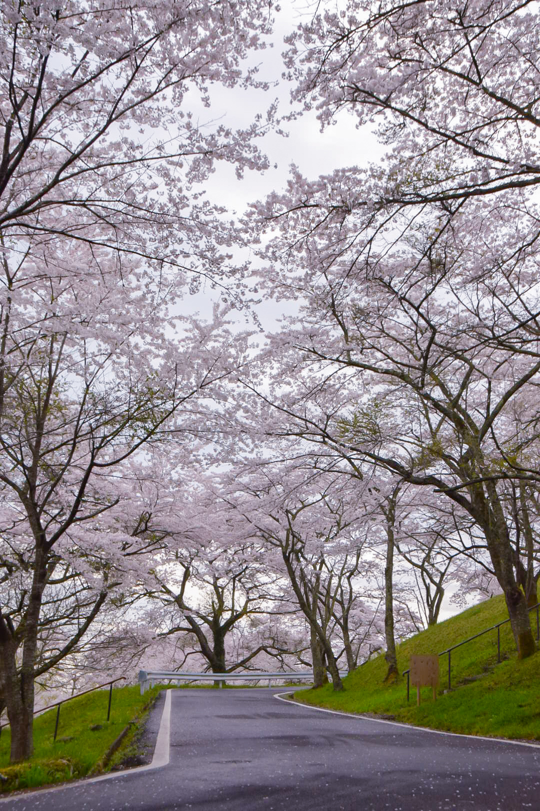 まつやま桜まつり 松山御本丸公園
