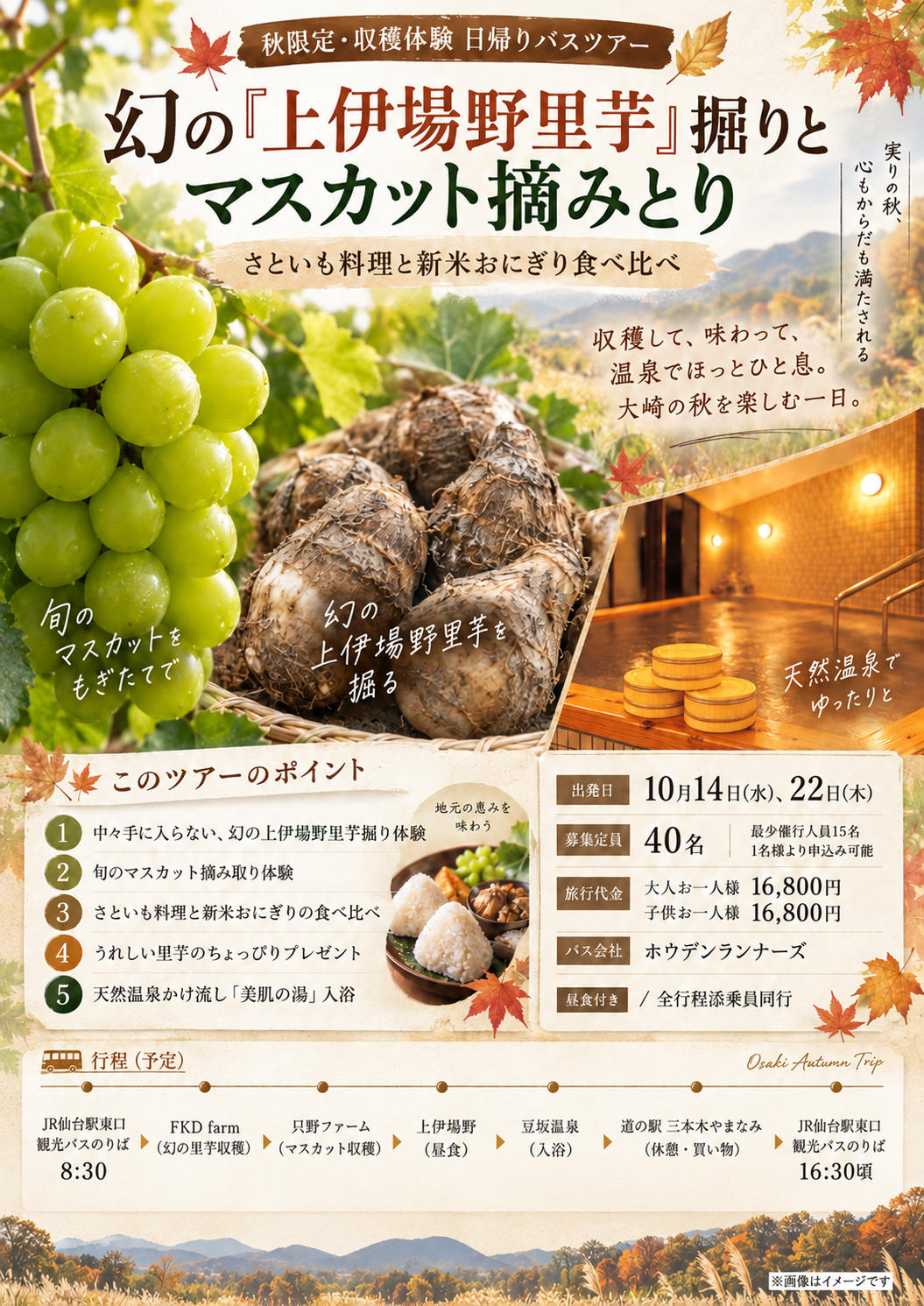 幻の「上伊場野里芋」掘りとマスカット摘みとり・さといも料理と新米おにぎり食べ比べ